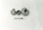 Click for 1 image(s) for this accession. FRUIT